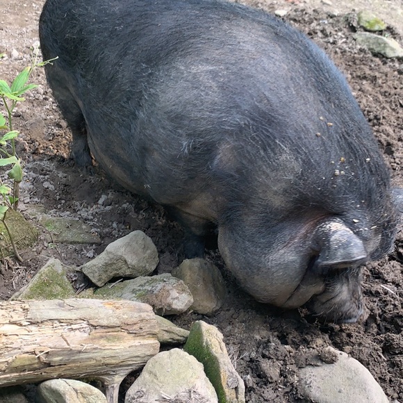 Mike and Kim welcome you to West Virginia Threads - Picture 12 of 16